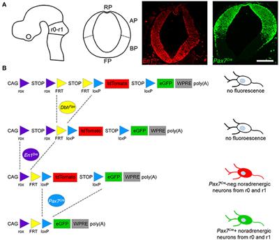 Two Subpopulations of Noradrenergic Neurons in the Locus Coeruleus Complex Distinguished by Expression of the Dorsal Neural Tube Marker Pax7